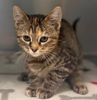 Hawaii -  Domestic Short Hair Cat for Adoption in Columbus, Nebraska - Hawaii | PetCurious
