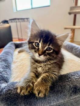 Pogo 2 -  Domestic Medium Hair Cat Available for Adoption in Tucson, Arizona - Pogo 2 | PetCurious