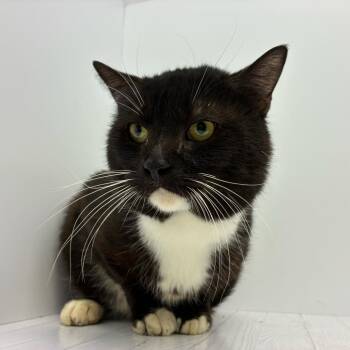 Domestic Short Hair Cats Available for Adoption - Brownie | PetCurious