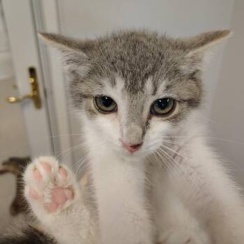 Chalupa -  Domestic Short Hair Cat for Adoption in Indiana, Pennsylvania - Chalupa | PetCurious