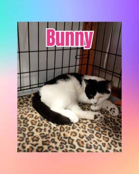 Rescue Domestic Short Hair Cats for Adoption in Liberty, New York - Bunny | PetCurious