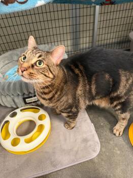 Flash -  Domestic Short Hair Cat for Adoption in Raleigh, North Carolina - Flash | PetCurious