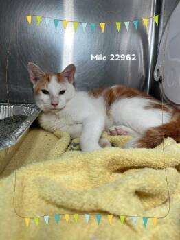 MILO -  Domestic Short Hair Cat for Adoption in Marietta, Georgia - MILO | PetCurious