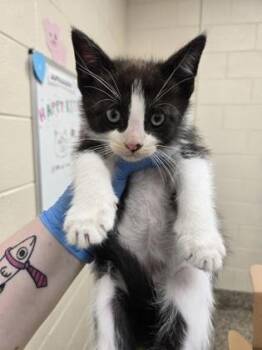 Sebastian -  Domestic Short Hair Cat for Adoption in Westland, Michigan - Sebastian | PetCurious