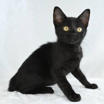 Domestic Short Hair Cats Available for Adoption - Jack | PetCurious