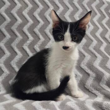 Brooklyn -  Domestic Short Hair Cat for Adoption in Brea, California - Brooklyn | PetCurious