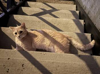 Jax -  Tabby and Domestic Short Hair Cat for Adoption in Lucas, Texas - Jax | PetCurious