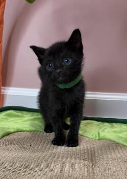 Diesel -  Domestic Short Hair Cat for Adoption in Martinsburg, West Virginia - Diesel | PetCurious
