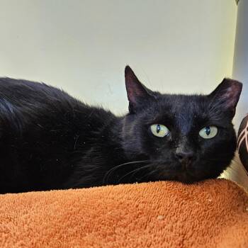 Domestic Short Hair Cats Available for Adoption in Harrisonburg, Virginia - June | PetCurious