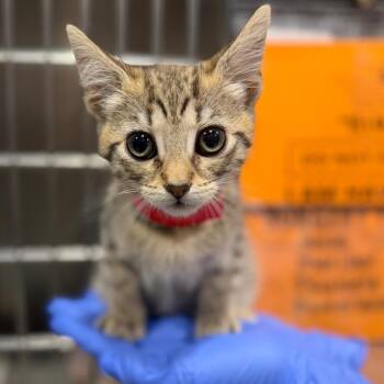Luisa -  Domestic Short Hair Cat for Adoption in Tampa, Florida - Luisa | PetCurious