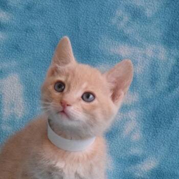 Axel -  Domestic Short Hair Cat for Adoption in Eureka, California - Axel | PetCurious