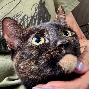 Domestic Short Hair Cats Available for Adoption in Boston, Massachusetts - Mocha | PetCurious