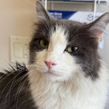Jared -  Domestic Long Hair Cat for Adoption in Kanab, Utah - Jared | PetCurious