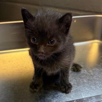 Gigi -  Domestic Short Hair Cat Available for Adoption in Tuscaloosa, Alabama - Gigi | PetCurious