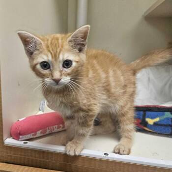 Kobe -  Domestic Short Hair Cat Available for Adoption in Wilmington, Delaware - Kobe | PetCurious