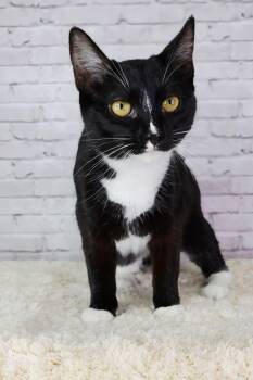 Rescue Domestic Short Hair Cats for Adoption in Ashland, Kentucky - Miso | PetCurious
