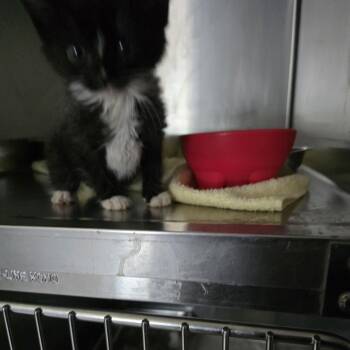 Jill -  Domestic Short Hair Cat for Adoption in Horn Lake, Mississippi - Jill | PetCurious