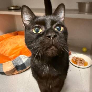 Cocoa Beans -  Domestic Short Hair Cat for Adoption in Washougal, Washington - Cocoa Beans | PetCurious