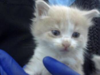 Rescue Domestic Medium Hair Cats for Adoption in Dallas, Texas - BUTTERFLY | PetCurious