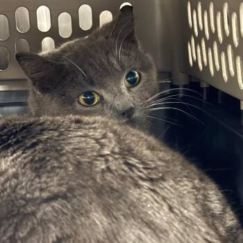 Domestic Short Hair Cats Available for Adoption in Salt Lake City, Utah - Saylor | PetCurious