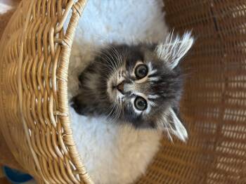 Bobbidy -  Domestic Medium Hair Cat for Adoption in Bethel Park, Pennsylvania - Bobbidy | PetCurious