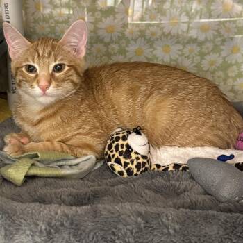 Brock 2 -  Domestic Short Hair Cat for Adoption in Cumming, Georgia - Brock 2 | PetCurious