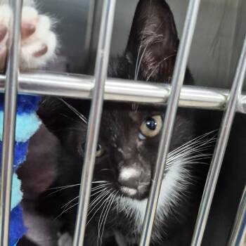 Berliz -  Domestic Short Hair Cat for Adoption in Vieques, Vieques - Berliz | PetCurious