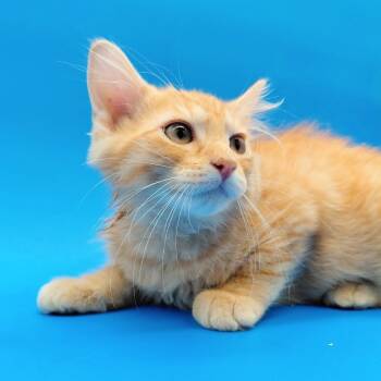 Peanut Butter -  Domestic Medium Hair Cat for Adoption in Springfield, Missouri - Peanut Butter | PetCurious