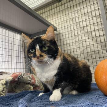 Rescue Calico Cats for Adoption in Sebring, Florida - Chex | PetCurious