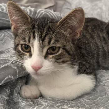 Blues -  Domestic Short Hair Cat for Adoption in Las Vegas, Nevada - Blues | PetCurious