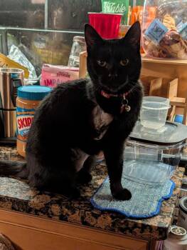 Eileen -  Domestic Short Hair Cat for Adoption - Eileen | PetCurious