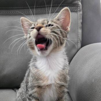 Brooklyn -  Domestic Short Hair Cat for Adoption in San Antonio, Texas - Brooklyn | PetCurious