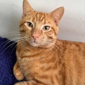 Domestic Short Hair Cats Available for Adoption in Chicago, Illinois - Tiger | PetCurious