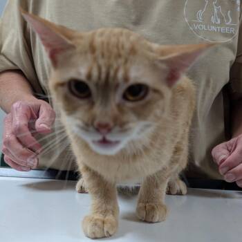 Honey -  Domestic Short Hair Cat for Adoption in Canton, Illinois - Honey | PetCurious