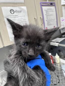 Domestic Short Hair Cats Available for Adoption in Las Vegas, Nevada - DART | PetCurious
