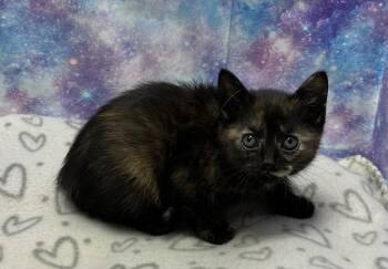 Domestic Short Hair Cats Available for Adoption in Washington Court House, Ohio - Lulu | PetCurious
