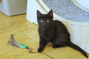 Rescue Bombay and Domestic Short Hair Cats for Adoption in Urbana, Ohio - Cobweb | PetCurious