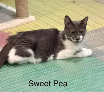 Sweet Pea -  Domestic Short Hair Cat for Adoption in Kenosha, Wisconsin - Sweet Pea | PetCurious