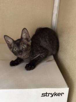 Dewey -  Domestic Short Hair Cat for Adoption in Honolulu, Hawaii - Dewey | PetCurious