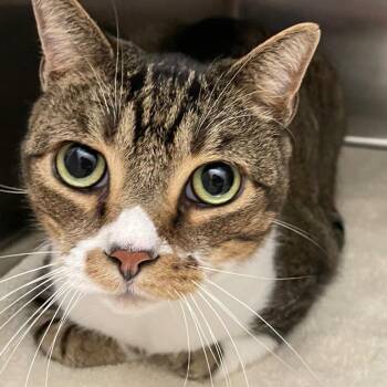 Domestic Short Hair Cats Available for Adoption in Ballston Spa, New York - Titus | PetCurious