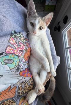 Rescue Domestic Short Hair Cats for Adoption in Nashville, Tennessee - Sadie | PetCurious