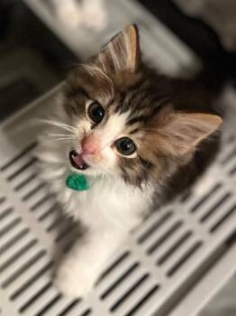 American Shorthair Cats Available for Adoption in Hagaman, New York - Boba | PetCurious