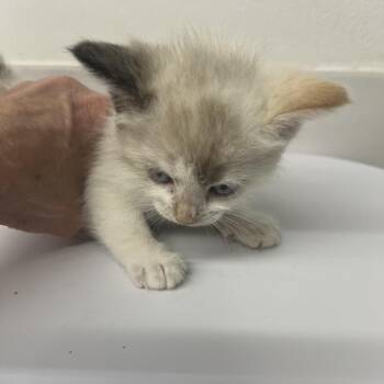 Domestic Short Hair Cats Available for Adoption in St. Louis, Missouri - Spanish Rice | PetCurious