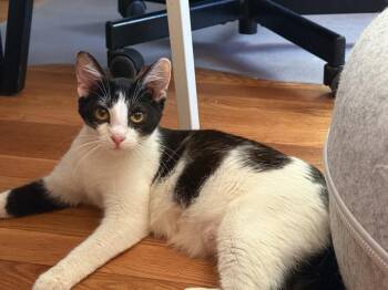 Mama Mjoll -  Domestic Short Hair Cat for Adoption in Virginia Beach, Virginia - Mama Mjoll | PetCurious