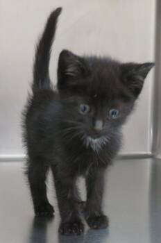 Yuban -  Domestic Short Hair Cat for Adoption in Lexington, Virginia - Yuban | PetCurious