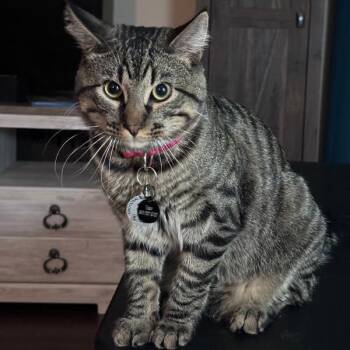 Talon -  Domestic Short Hair Cat for Adoption in Des Moines, Iowa - Talon | PetCurious