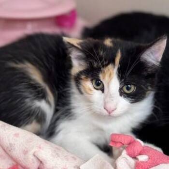 Sulky -  Domestic Short Hair Cat for Adoption in Hackensack, Minnesota - Sulky | PetCurious