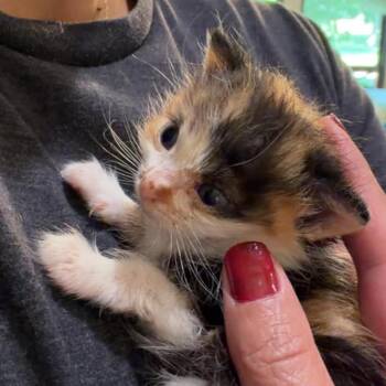 xena -  American Shorthair Cat for Adoption in Spring Hill, Kansas - Xena | PetCurious