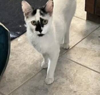 CeCe -  Domestic Short Hair Cat for Adoption in East Providence, Rhode Island - CeCe | PetCurious