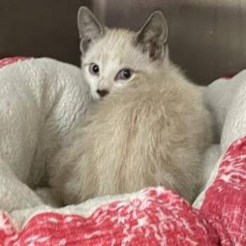 Miles -  Domestic Short Hair Cat for Adoption in Port Charlotte, Florida - Miles | PetCurious